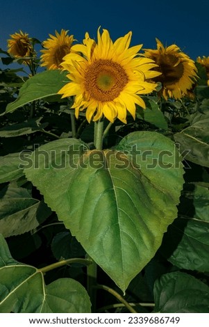 Blooming sunflower and big sunflower leaf with pollen. Vertical photo in warm sunset tone