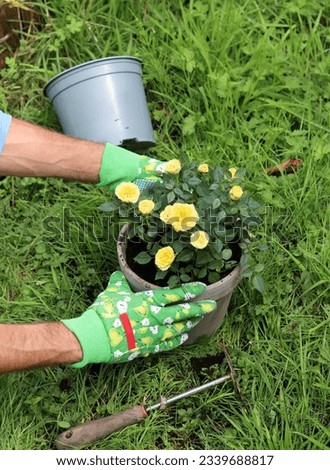 Man working in the garden, planting yellow roses in a pot. Gardening concept. 