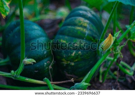 A picture of big green squash fruit and lush leaves, showcasing the bounty of a healthy and nutritious harvest, straight from the garden to your plate