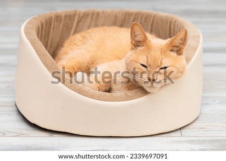 beautiful domestic cat lies in a couch. beige sleeping cat in a couch. cat bed. High quality photo Royalty-Free Stock Photo #2339697091