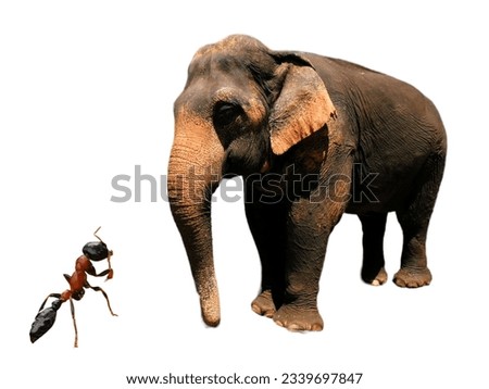 Elephant and ant on a white background