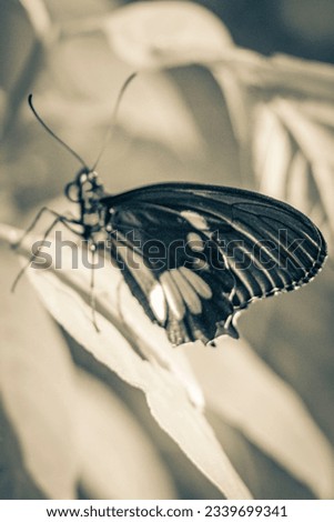 Black and white picture of a noble tropical butterfly on green nature background on big tropical island Ilha Grande in Angra dos Reis Rio de Janeiro Brazil.