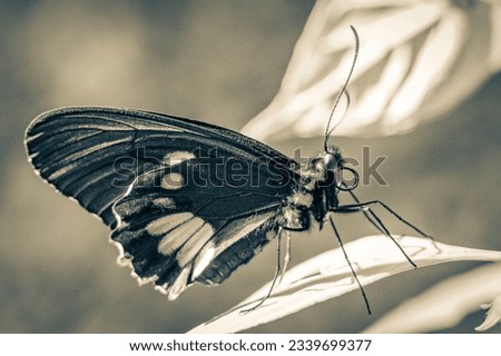 Black and white picture of a noble tropical butterfly on green nature background on big tropical island Ilha Grande in Angra dos Reis Rio de Janeiro Brazil.