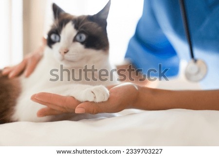 Veterinarian And Domestic Cat Holding Hand And Paw Together, Showing Trust and Bond During Medical Healthcare Checkup At Vet Clinic Indoor, Cropped Shot. Veterinary Appointment Royalty-Free Stock Photo #2339703227