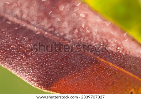 Close up view of dew drops on a red colored leaf in natural light, Longwood shola forest, India.