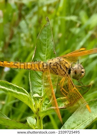 A dragonfly caught on a green plant leaf