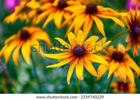 Blooming bright yellow coneflower. Echinacea, yellow coneflower or rudbeckia. Selective focus. Low DOF Royalty-Free Stock Photo #2339740229
