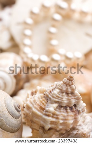 seashell background with pearls