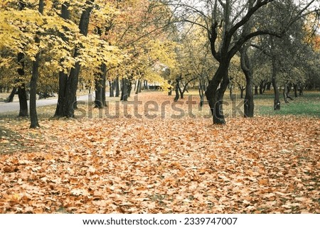 Autumn park with fallen leaves. Blanket of yellow leaves in the park. Autumn day in the park. Horizontal photo