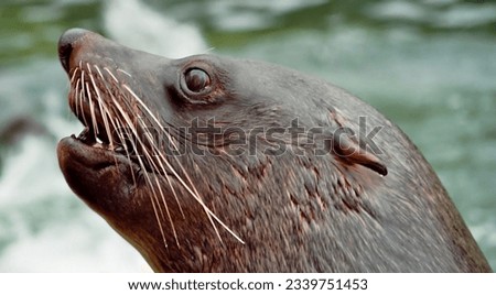 Close up seal sea lion Royalty-Free Stock Photo #2339751453