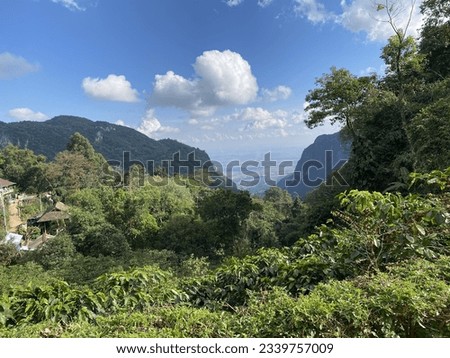 Dark mountains and blue sky. White clouds and bright green leaves. In front of the picture is a full-grown coffee tree.