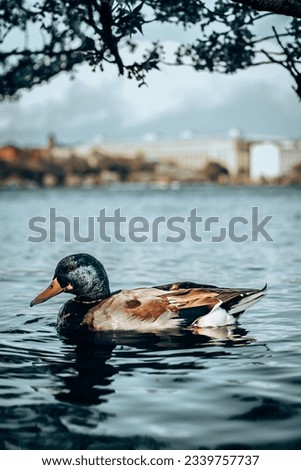 Ducks swimming in the lake in Washington DC