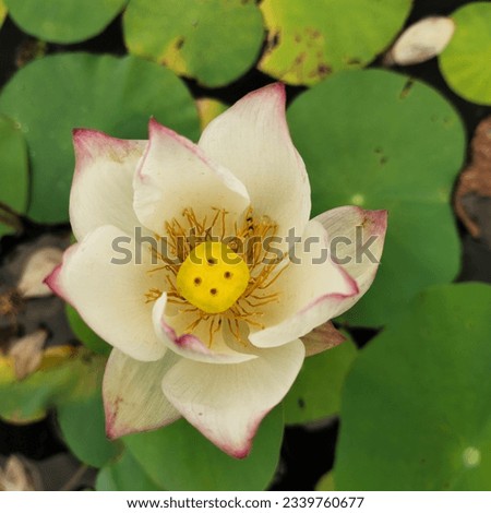 picture of lotus flower with lotus leaf
