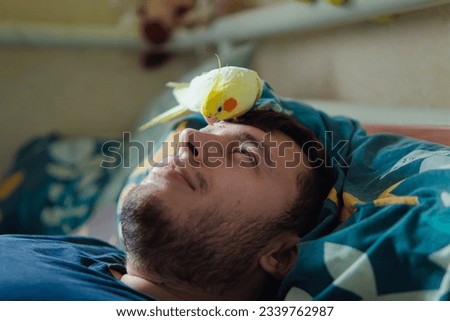 parrot sitting on head.Cute cockatiel.Home pet parrot.The best cockatiel.Beautiful photo of a bird.Ornithology.Funny parrot.Cockatiel parrot.
Home pet yellow bird.Beautiful feathers.Love for animals Royalty-Free Stock Photo #2339762987