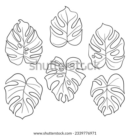 Monstera leaves. Monstera leaf outline. hand drawn monstera leaf illustration. Vector Illustration. Tropical jungle Monstera leaves isolated on white background. Swiss Cheese Plant. Monstereae. sketch
