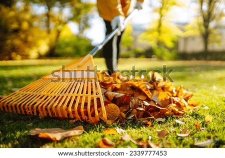 Collection of fallen leaves. Raking autumn leaves from the lawn on the lawn in the autumn park. Using a rake to clear fallen leaves. The concept of volunteering, seasonal gardening. Royalty-Free Stock Photo #2339777453