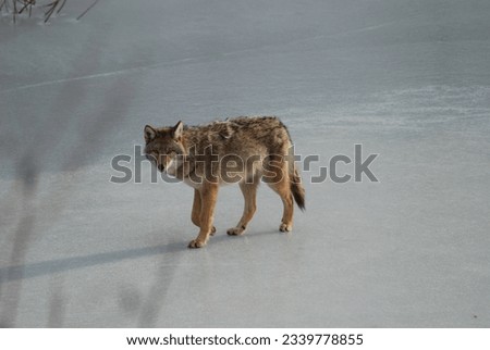 Zoomed picture of a small coyote crossing a frozen lake. 