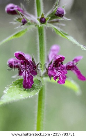 Hedge nettle flowering in summer with red flowers  Royalty-Free Stock Photo #2339783731