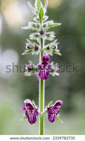 Hedge nettle flowering in summer with red flowers  Royalty-Free Stock Photo #2339783735