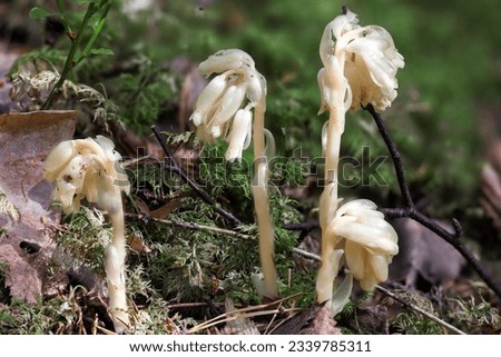 False beech-drops flowering in summer  Royalty-Free Stock Photo #2339785311