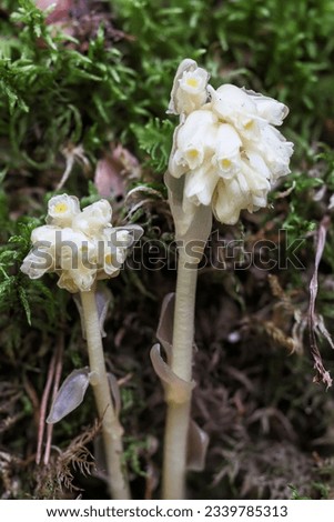False beech-drops flowering in summer  Royalty-Free Stock Photo #2339785313