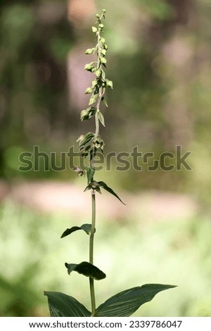 Broad leaves helleborine flowering in summer  Royalty-Free Stock Photo #2339786047