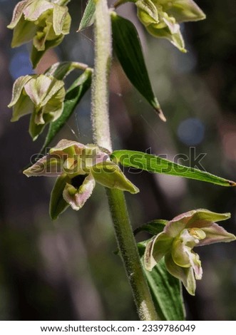 Broad leaves helleborine flowering in summer  Royalty-Free Stock Photo #2339786049
