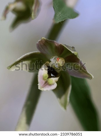 Broad leaves helleborine flowering in summer  Royalty-Free Stock Photo #2339786051