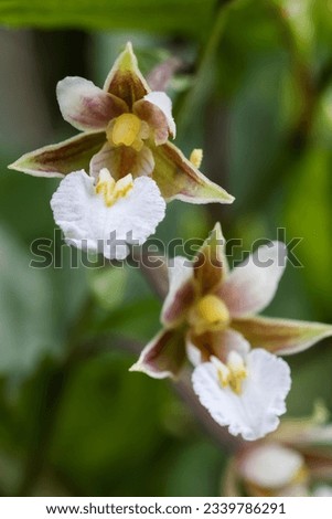 Marsh helleborine flowering in summer  Royalty-Free Stock Photo #2339786291