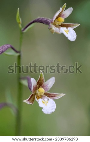 Marsh helleborine flowering in summer  Royalty-Free Stock Photo #2339786293