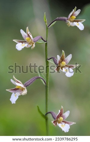 Marsh helleborine flowering in summer  Royalty-Free Stock Photo #2339786295