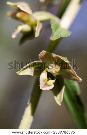 Broad leaved helleborine flowering in summer  Royalty-Free Stock Photo #2339786595