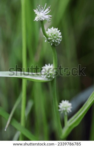 Small bur-reed flowering in summer  Royalty-Free Stock Photo #2339786785
