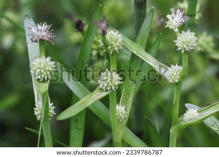 Small bur-reed flowering in summer  Royalty-Free Stock Photo #2339786787