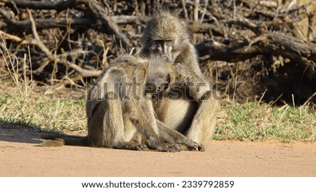 Chacma baboon grooming early morning