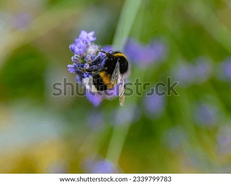 Thick fluffy striped bumblebee on a lavender flower. Bombus collects nectar from Lavandula in June