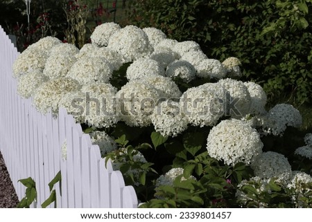 Hydrangea arborescens, commonly known as smooth hydrangea, wild hydrangea, sevenbark, or in some cases, sheep flower, is a species of flowering plant in the family Hydrangeaceae. 