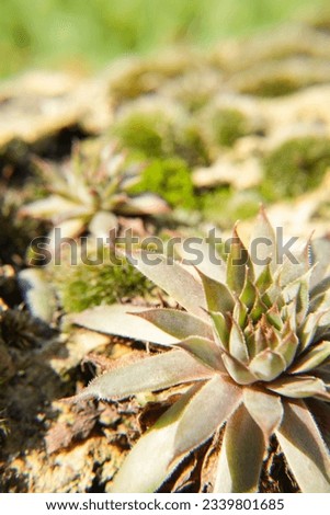 Succulents growing on rocks. Desert garden with succulents. Closeup of cacti growing between rocks on a mountain. Indigenous South African plants in nature. Modern gardening. Side view, copy space. Royalty-Free Stock Photo #2339801685