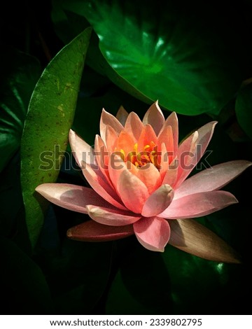 The delicate elegance of a pristine Lotus flower is beautifully captured, transporting viewers to a world of tranquility and natural splendor. The lotus, symbolic of purity and rebirth,blossoms grace.