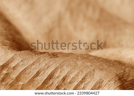 Dried leaf close up, macro trend, autumn yellow red brown leaf with natural texture as nature background. Fall aesthetic backdrop with leaves texture with veins, autumnal foliage, beauty of nature.