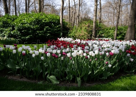 Beutiful spring flowers in the park