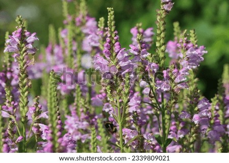 Sweden. Physostegia virginiana, the obedient plant, obedience or false dragonhead, is a species of flowering plant in the mint family, Lamiaceae. Royalty-Free Stock Photo #2339809021