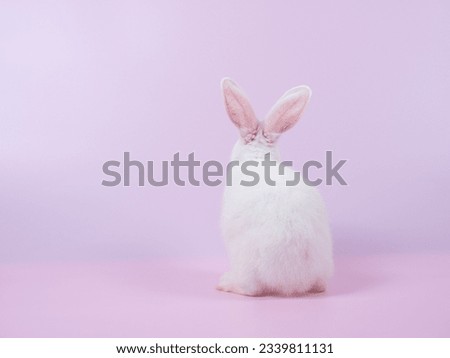Backside of white  rabbit sitting on pink background. Bottom of white rabbit.