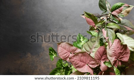 Syngonium Podophyllum Mix with Red Heart, Pink Splash and White Butterfly Species on Dark Background. Beautiful Plants with Pink Leaves Variegation. Copy Space for Text Royalty-Free Stock Photo #2339811195