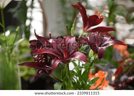 Lilium Night Rider, lily grows and blooms in the garden in summer Royalty-Free Stock Photo #2339811315