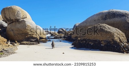 Boulders Beach Cape Town South Africa Penguins