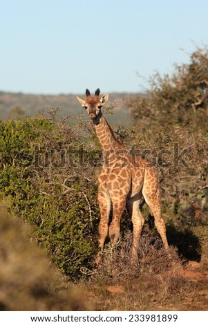 A young baby giraffe posing in this image.