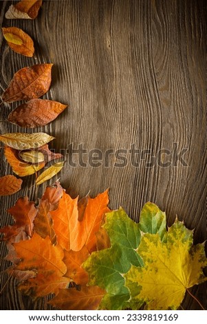 autumn classified on the tree with leaf frame for words and inscriptions, copy space, (top view)