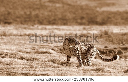 A beautiful sepia tone image of a cheetah on the plains.Taken on safari in Africa.