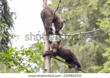 Cute brown bear cub sibling stretching on top of a spruce tree on a sunny day.